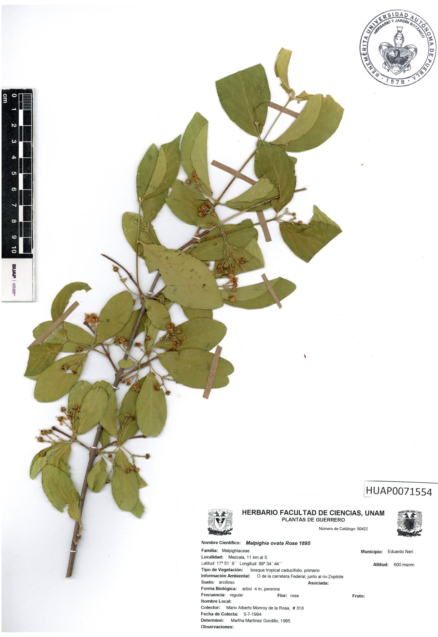Malpighia ovata image