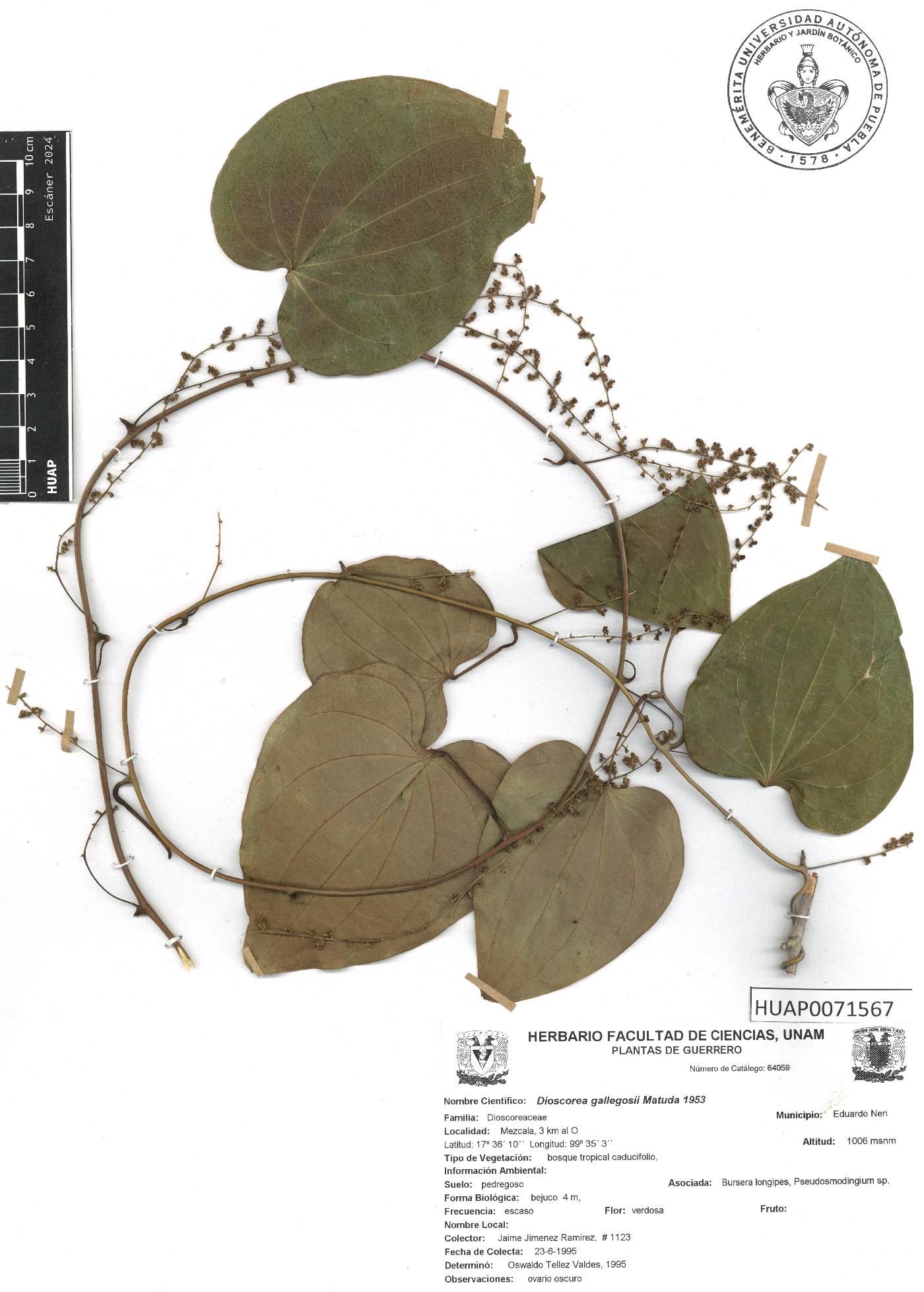 Dioscorea gallegosi image