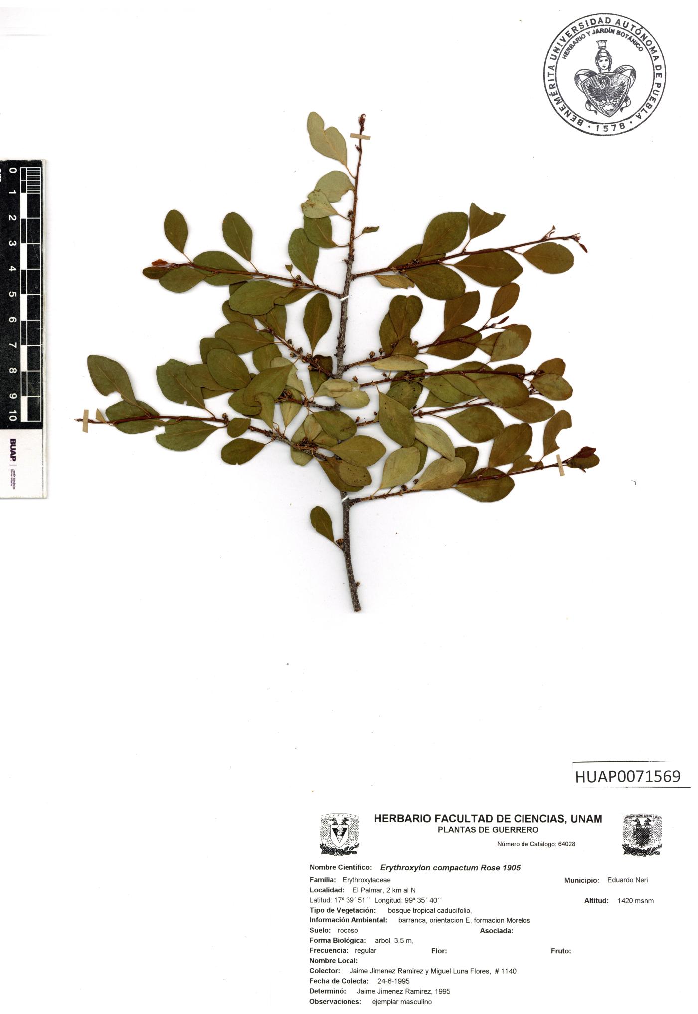 Erythroxylum rotundifolium image