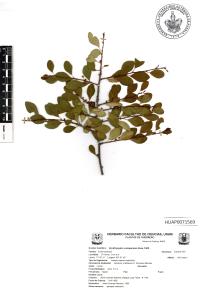 Erythroxylum rotundifolium image