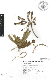 Alvaradoa amorphoides image