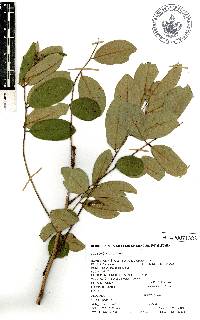 Pterocarpus acapulcensis image