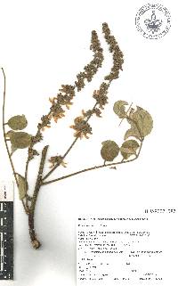 Piscidia grandifolia image