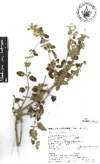 Lippia origanoides image