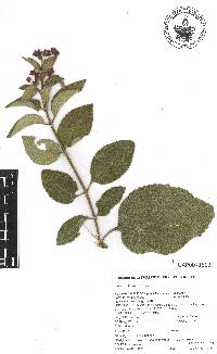 Lippia bracteosa image