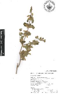 Lippia origanoides image