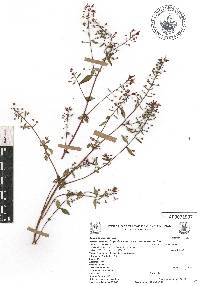 Lopezia racemosa subsp. racemosa image