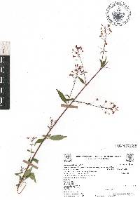 Lopezia racemosa subsp. racemosa image