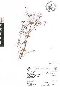 Lopezia racemosa subsp. racemosa image