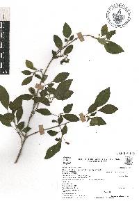 Fuchsia encliandra image