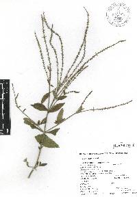 Verbena carolina image