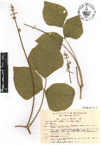 Calopogonium caeruleum image