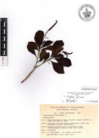 Euploca fruticosa image