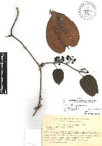 Smilax moranensis image