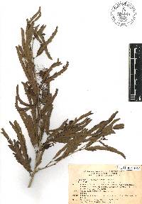 Calliandra magdalenae image