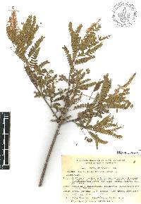 Eysenhardtia orthocarpa image