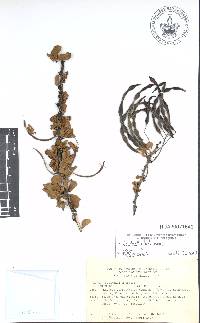 Vachellia bilimekii image