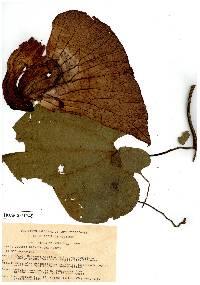 Aristolochia grandiflora image