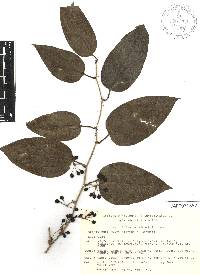 Smilax moranensis image