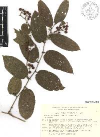 Smilax moranensis image