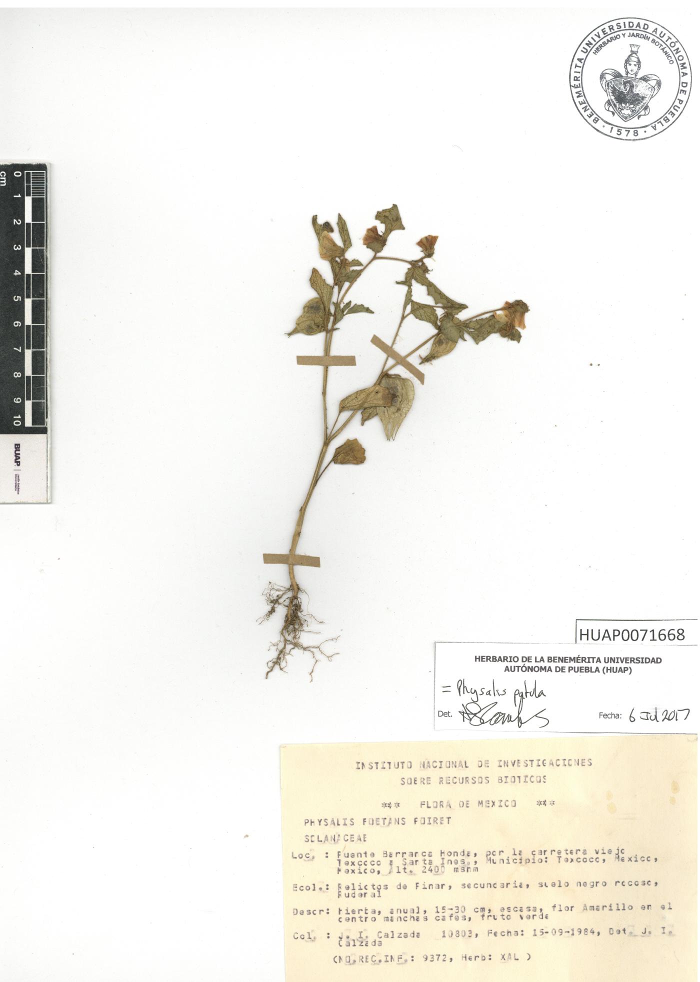 Physalis patula image
