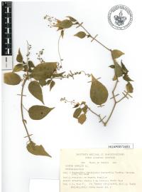 Rivina humilis image