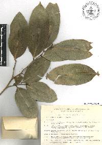 Brosimum alicastrum image