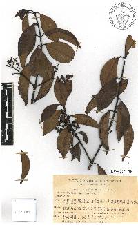 Chiococca alba image