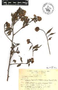 Baccharis trinervis image