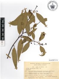 Litsea glaucescens image