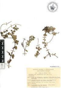 Peperomia quadrifolia image