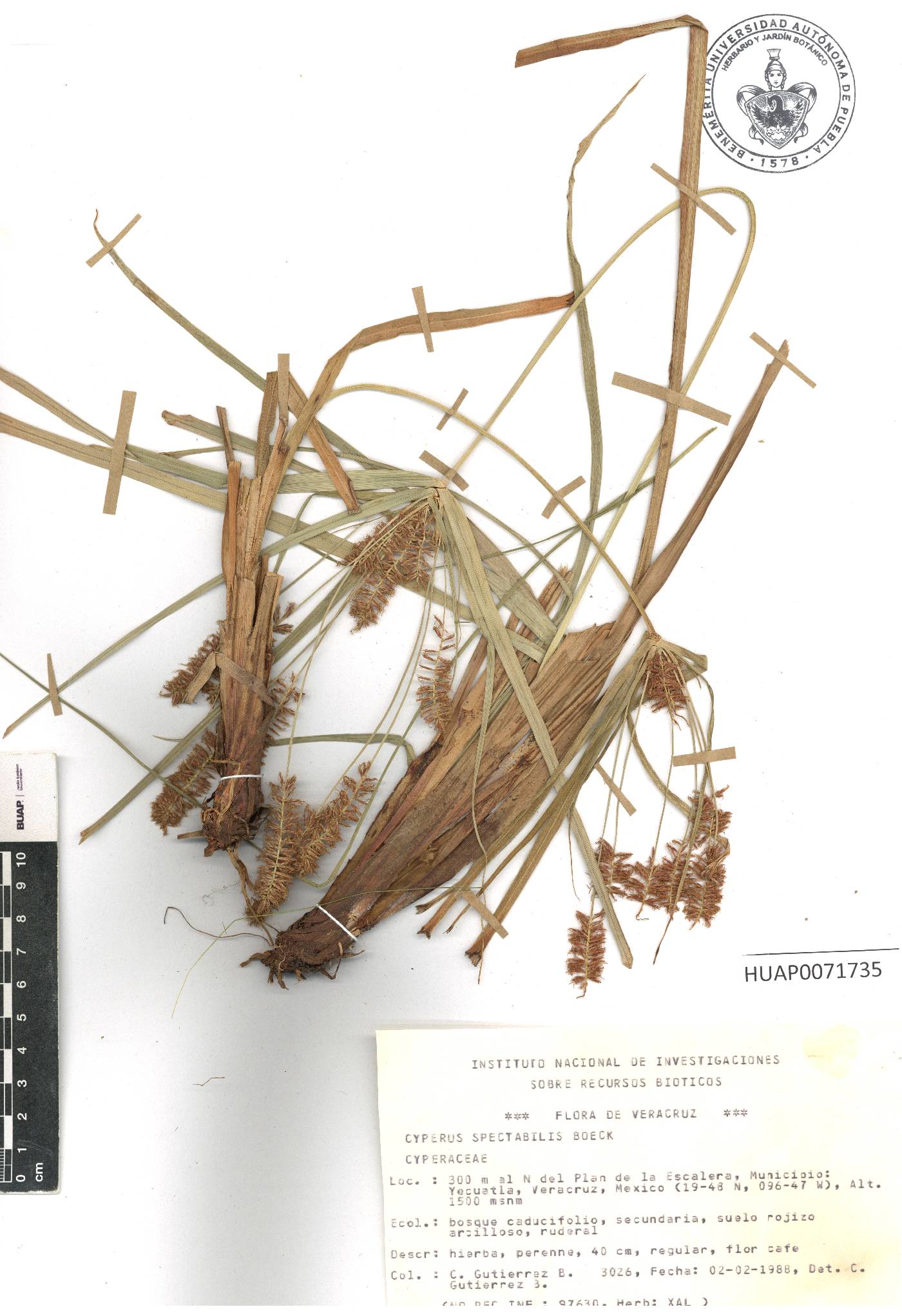 Cyperus acutiusculus image