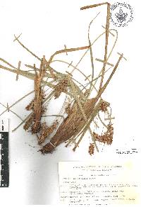 Image of Cyperus acutiusculus