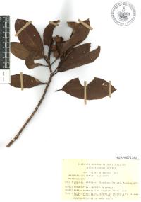 Byrsonima crassifolia image