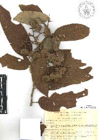 Trichospermum mexicanum image