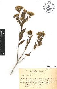 Trixis inula image