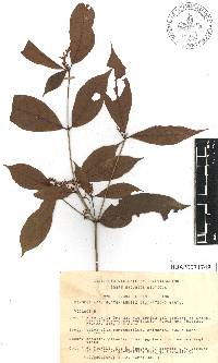 Rinorea guatemalensis image