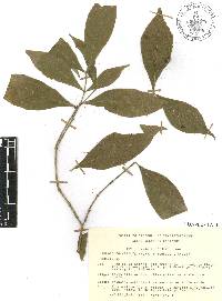 Rudgea cornifolia image