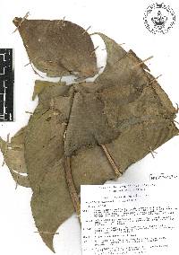 Heliconia uxpanapensis image