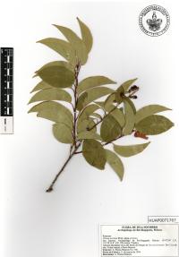 Prunus serotina image