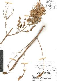 Mesosphaerum pectinatum image