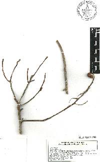 Conocarpus erectus image
