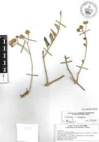 Bahiopsis chenopodina image