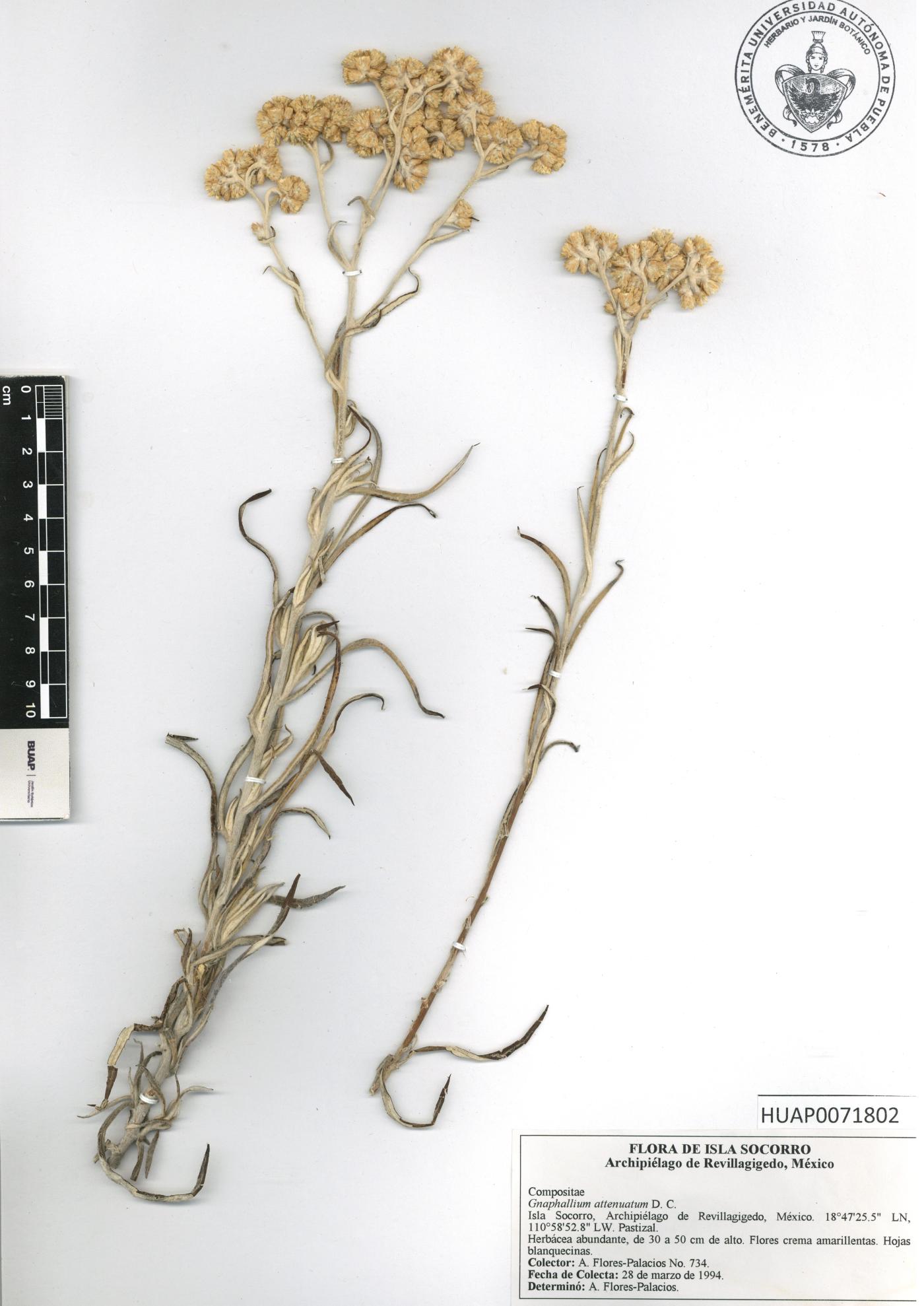Pseudognaphalium attenuatum image