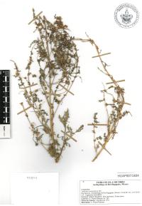 Ambrosia confertiflora image