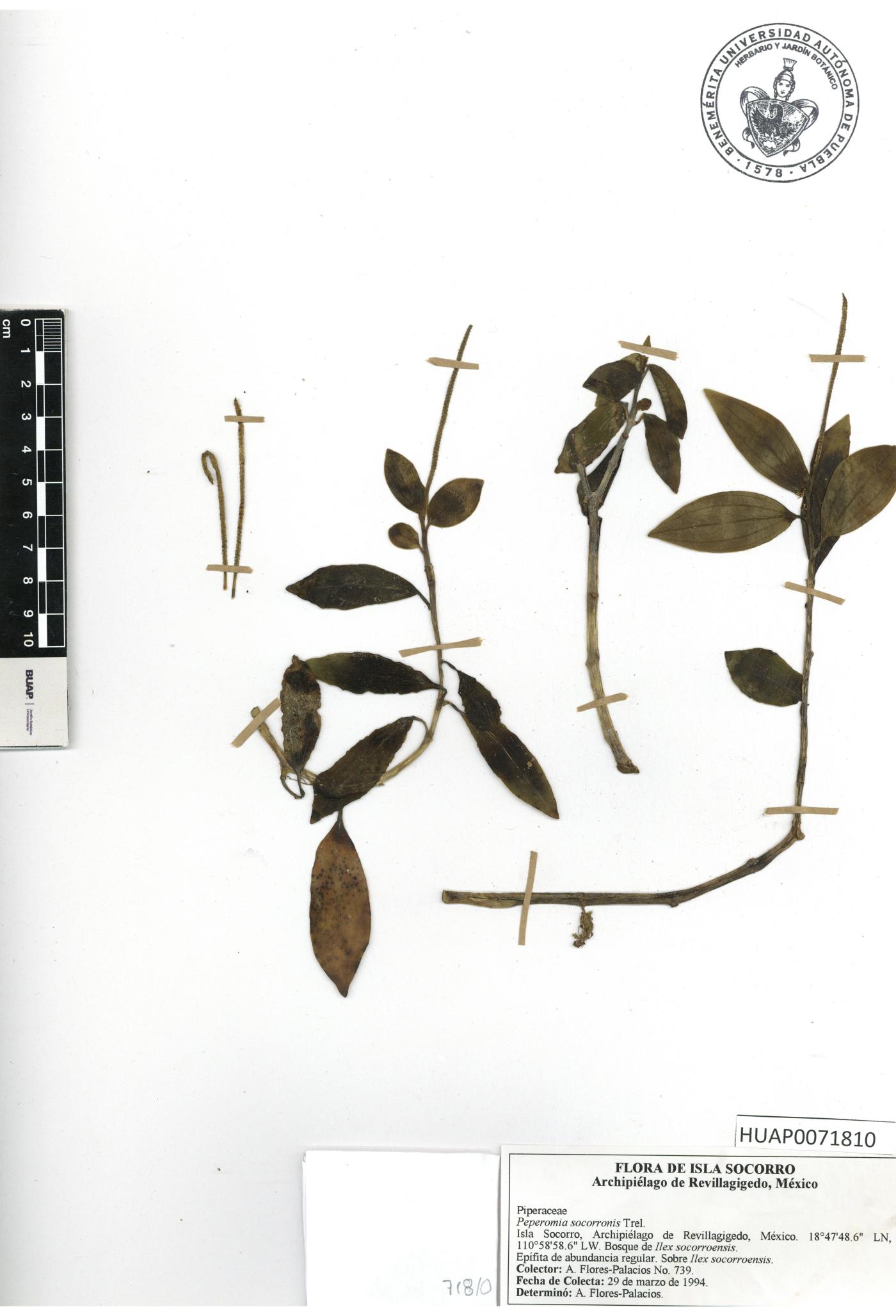 Peperomia socorronis image