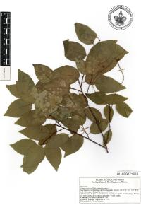 Prunus serotina image