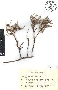 Juniperus martinezii image