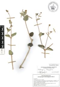 Bahiopsis chenopodina image