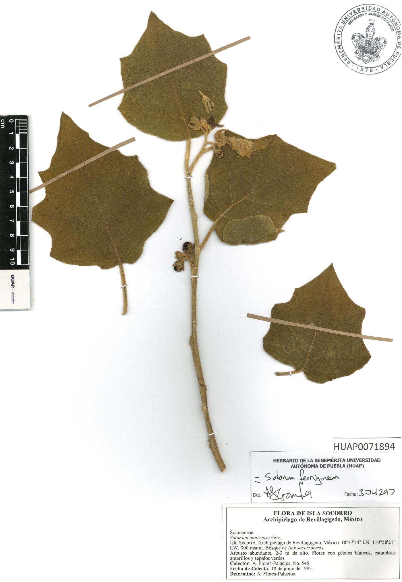 Solanum ferrugineum image